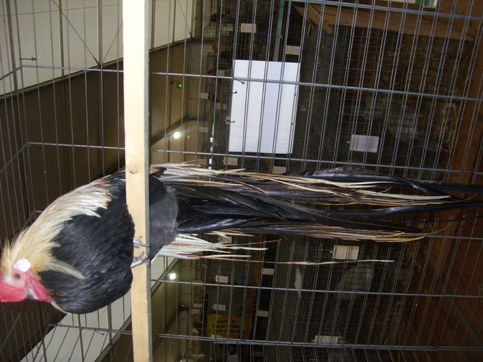 SDC14568