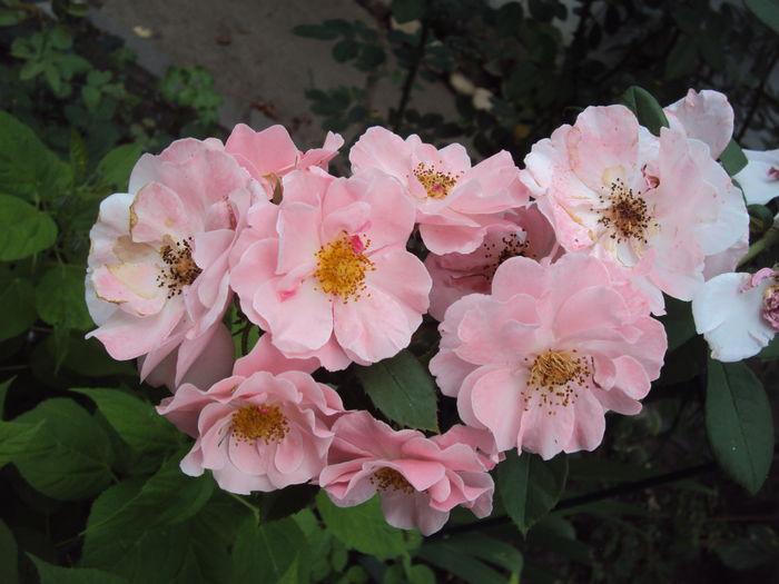 DSC03529 - Clair Matin