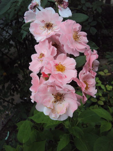 DSC03530 - Clair Matin