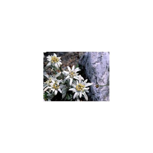 floare-de-colt-leontopodium-alpinum-g-9 - VAND FLOARE DE COLT