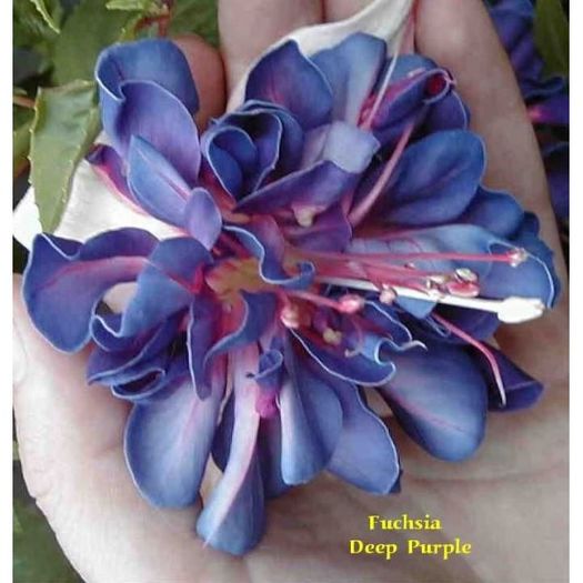 fuchsia dep purple - COLECTIE FUCSIA 2016