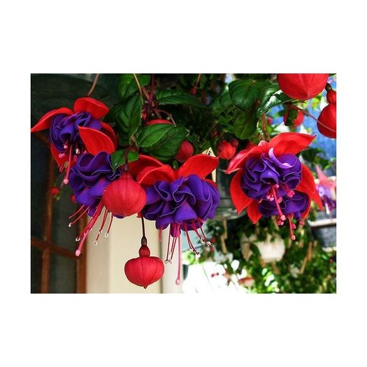 fuchsia-dark-eyes (1)