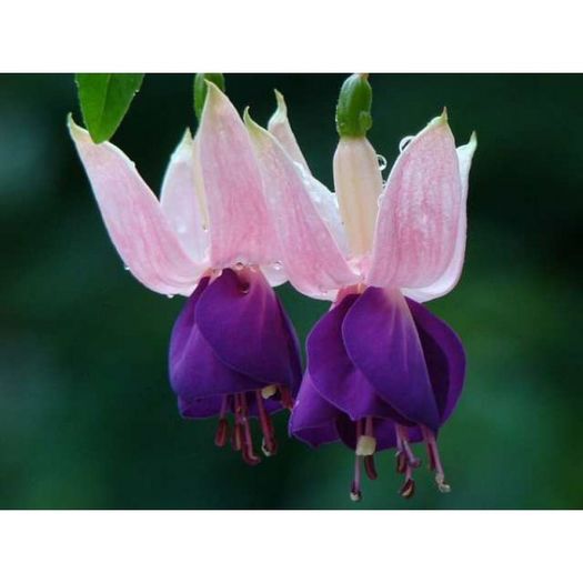 fuchsia-eva-boerg-g-9