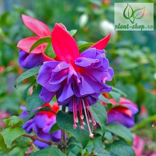 fuchsia-gillian