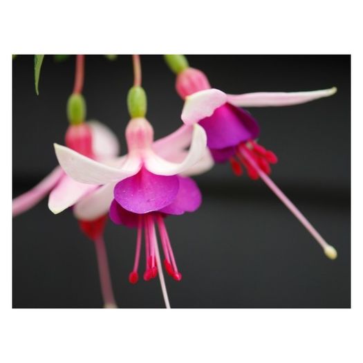 fuchsia-la-campanella-g9 (1)