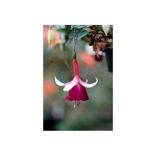 fuchsia-la-campanella-g9