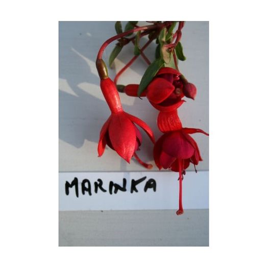 fuchsia-marinka-g-9 (1)