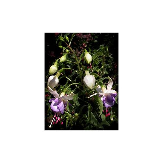 fuchsia-moody-blues-g9