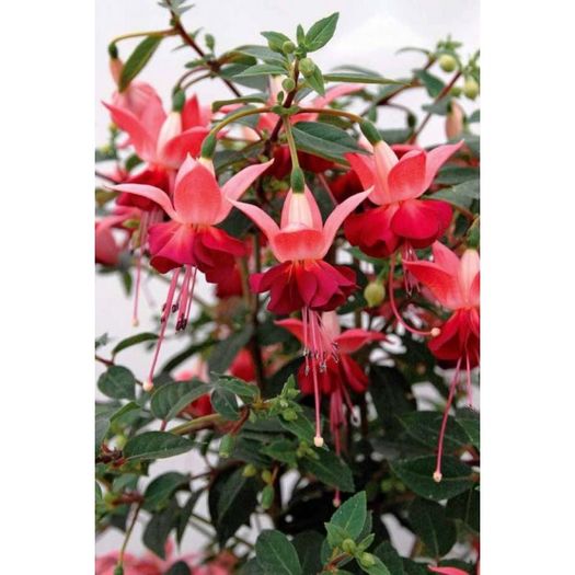 fuchsia-paula-jane (1)