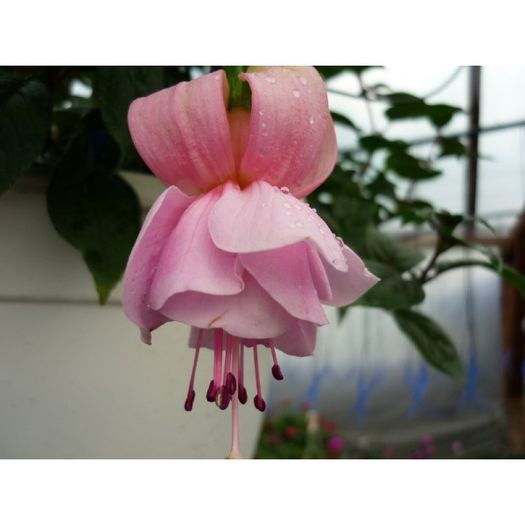 fuchsia-pink-galore-g-9 - COLECTIE FUCSIA 2016