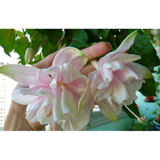 fuchsia-pink-marshmallow-g9 (1)