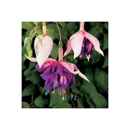 fuchsia-royal-mosaic-g-9 (1)