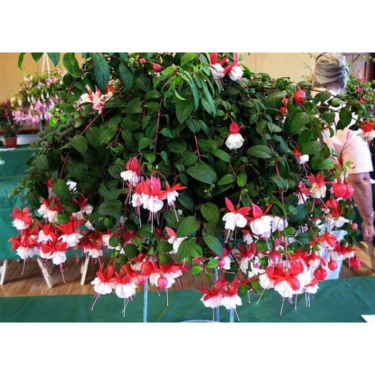 fuchsia-sir-matt-busby-g-9 (1)