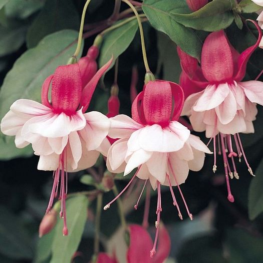 fuchsia-snow-cap