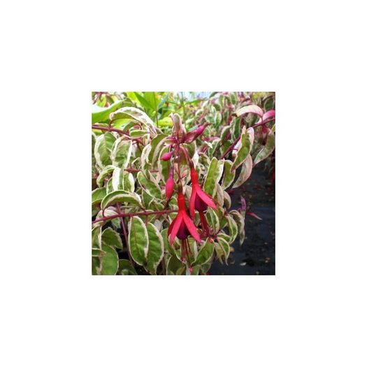 fuchsia-tom-west variegata - COLECTIE FUCSIA 2016