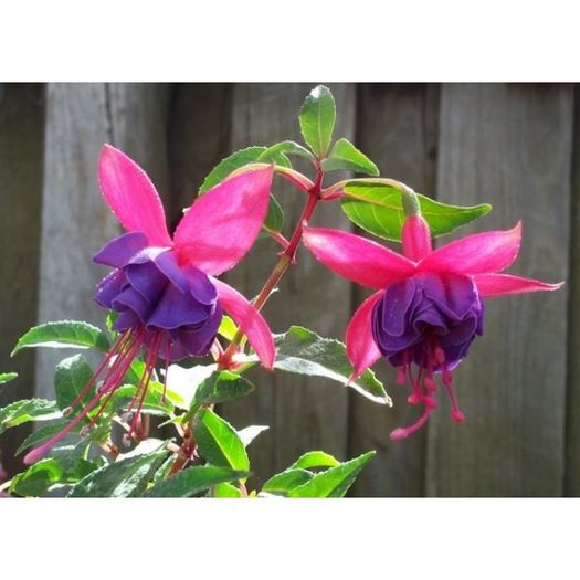 fuchsia-winston-churchill
