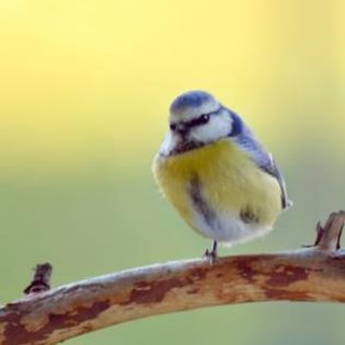 667910_8dfa8a1e293f237ac88697373e590bd3_mdsq - BIRDS