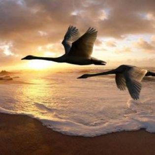 668030_4e0d9f64ccc0f7ee4ee89470d69aa77b_mdsq - BIRDS