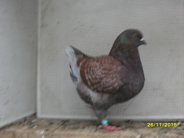 SDC13912