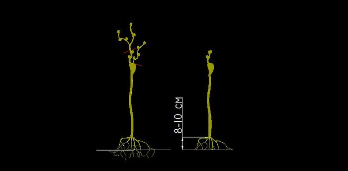Fasonarea vitei de vie