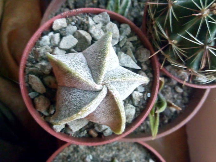 astrophytum myriostigma - CACTUSI rog identificare