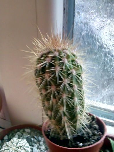 IMG_20151125_143421 - CACTUSI rog identificare