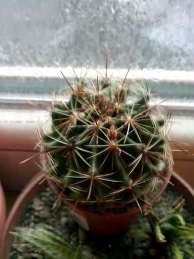 IMG_20151125_142832 - CACTUSI rog identificare
