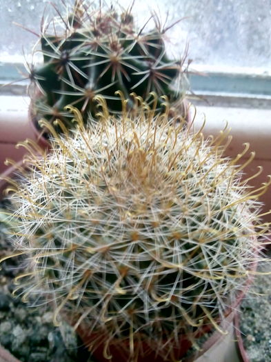 IMG_20151125_143602 - CACTUSI rog identificare