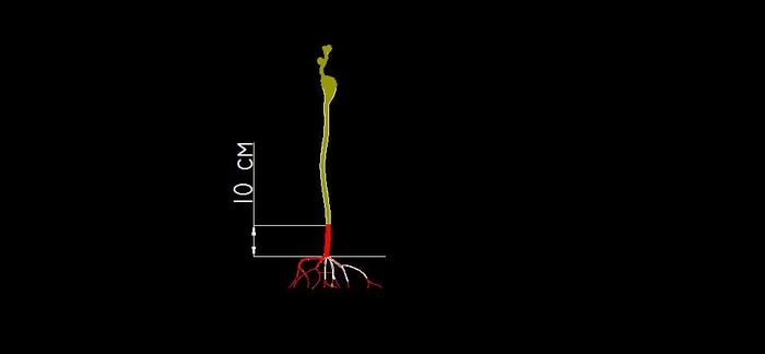 Mocirlirea vtei de vie - PREGATIREA PENTRU PLANTARE