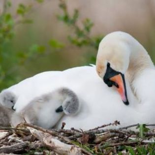 668391_cd359c6178d6cb8d4e672e002b4f9ad9_mdsq - BIRDS