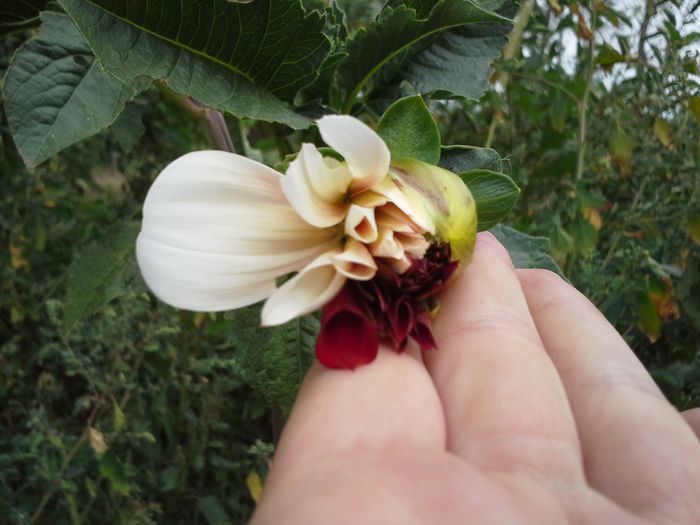  - ALTE FLORI