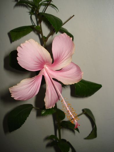 Dainty Pink - HIBISCUS 2015