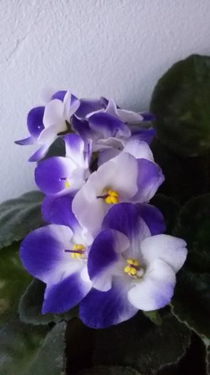11 - a frunze de violete de vanzare