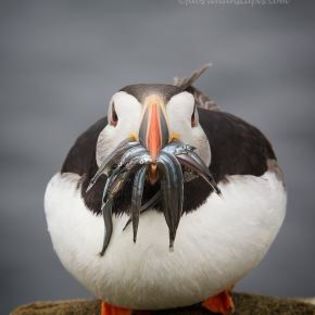 668446_50d1749d3919738f5a3c49da640869f6_mdsq - BIRDS