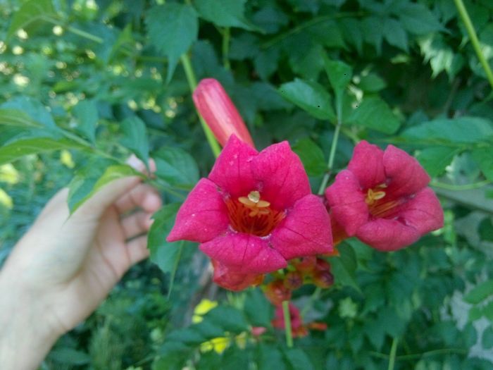 luleaua turcului - flori