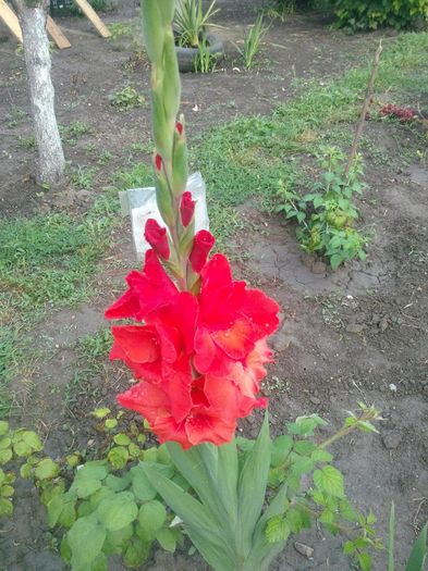 gladiola - flori