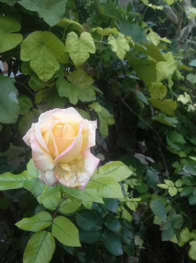 trandafir 1