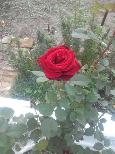 trandafir 2 - flori