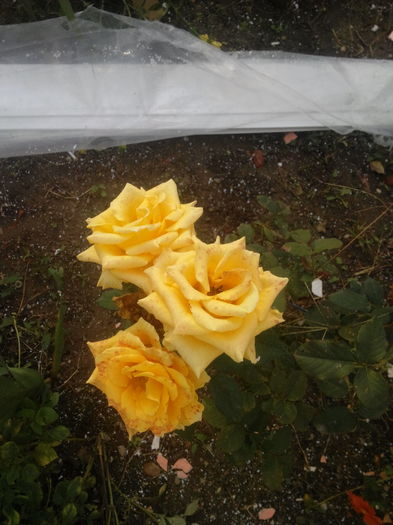 trandafir 3