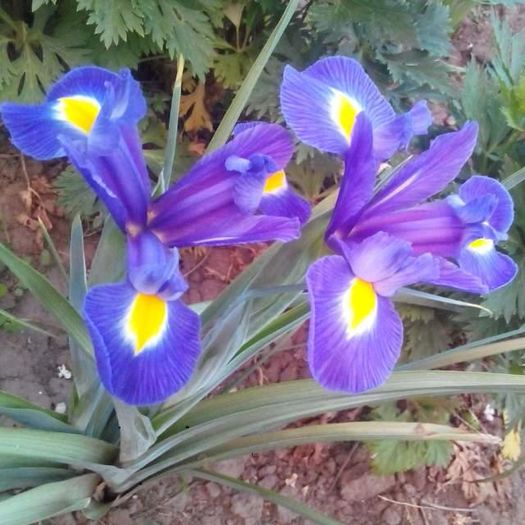 Iris Sapphire Beauty