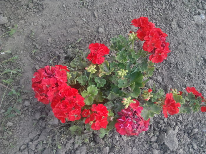muscata in gradina2 - flori