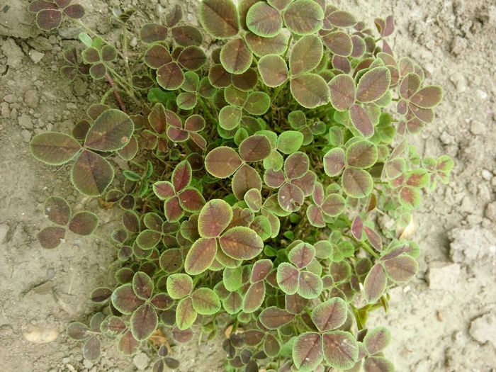 Trifoi Pentaphyllum - flori