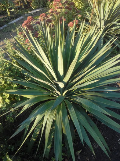 yucca de gradina - flori