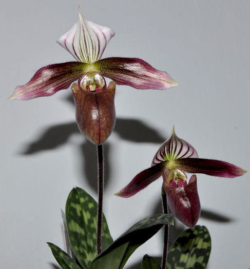 DSC_0276 - Paphiopedilum purpuratum