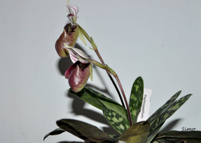 DSC_0279 - Paphiopedilum purpuratum