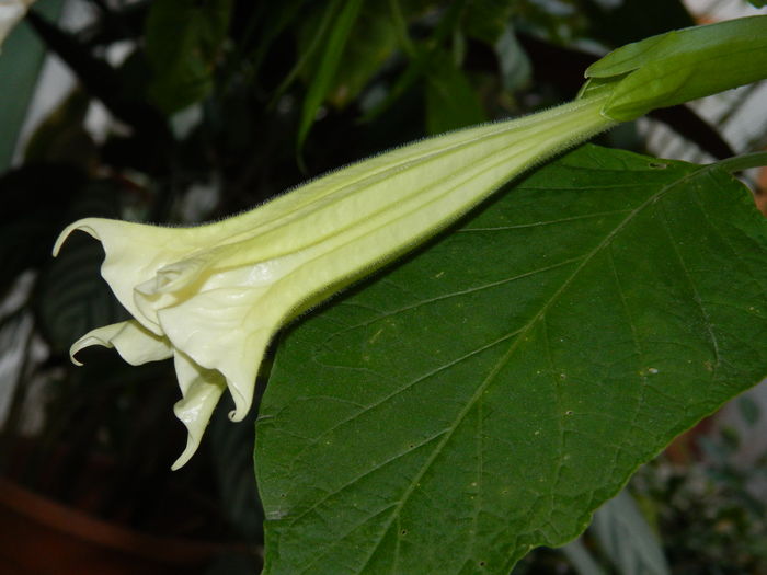 DSCN4566 - 2015_NOIEMBRIE_2
