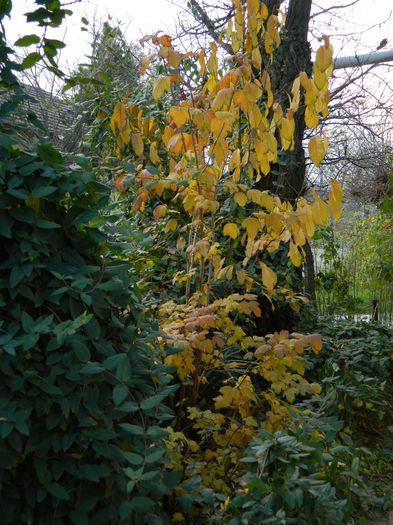 DSCN4571 - 2015_NOIEMBRIE_2