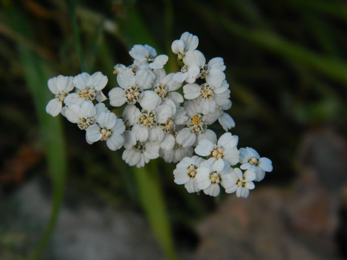 DSCN4583