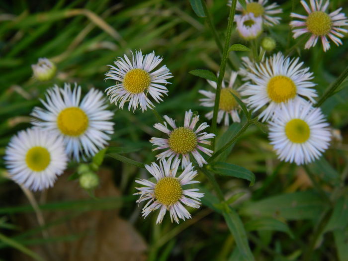 DSCN4584