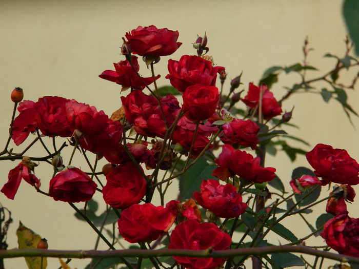 DSCN4587
